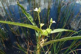 Image result for Caperonia fistulosa