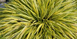 Image result for Hackelochloa