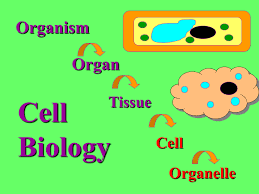 An editorial innovation of the plant cell, one of the most trusted names in plant biology. Cell Organelle Ppt