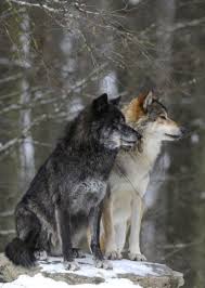 Mackenzie Valley Wolf Alaskan Tundra Wolf Or Canadian Timber Wolf Canis Lupus Occidentalis Two Wolves In The Snow Do Timber Wolf Animals Beautiful Wolves