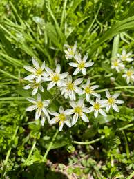 Image result for Nothoscordum borbonicum