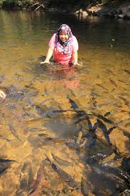 It has a global traffic rank of #10,238,388 in the world. Ikan Kelah In English Sabah Malaysia May 19 2011 Mahseer Or Ikan Kelah At Sungai Stock Photo Picture And Royalty Free Image Image 61738776 Contextual Translation Of Ikan Kelah Into English
