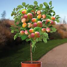 A specialty that today has a protected geographical it takes 7 years for a mirabelle tree to bear fruit, sabine explains. Gardens4you Buy Plum Tree Prunus Mirabelle De Nancy Best Value For Money Gardens4you