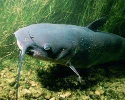 Channel Catfish Chesapeake Bay Program