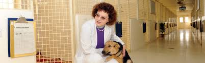 Understanding the pros and cons of pet boarding and pet sitting can help you make your choice. Dog Care Abu Dhabi Falcon Hospital