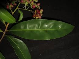 Image result for Brackenridgea