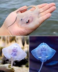 Image result for Stingray