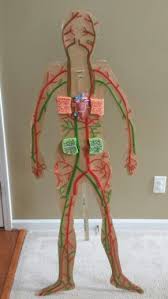 Heart Science Activities For Kids Weekend Links Heart Science Activities Human Body Science Human Body Projects