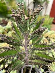 Image result for Kalanchoe dyeri