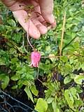 Image result for Clematis uhehensis