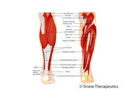 Ligaments provide stability of the spine during movement and rest. Lower Leg Pain And Injuries Information Sinew Therapeutics