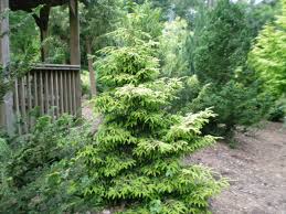 Picea orientalis, commonly known as the oriental spruce or caucasian spruce, is a species of spruce native to the caucasus and adjacent northeast turkey. Golden Oriental Spruce Bayard Cutting Arboretum Collection