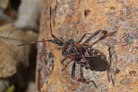 Image result for Leptochloa obtusiflora