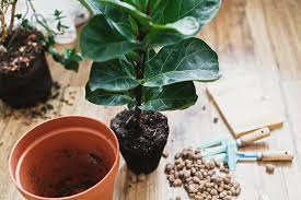 Their striking and luscious dark green leaves really do make them something special. 9 Reasons For Fiddle Leaf Fig Leaves Curling Common Problems And How To Fix Them At Home With Hues At Home With Hues