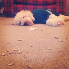 Can Cockapoo Be Left Alone