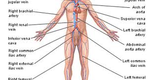 Circulatory System Medlineplus Medical Encyclopedia Image Circulatory System Abdominal Aorta Systems Biology