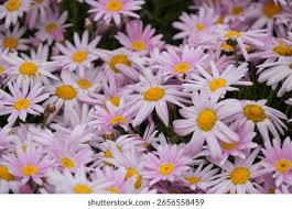 Image result for Argyranthemum frutescens