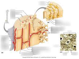 Components Of Compact Bone Diagram Quizlet