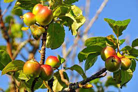 In the foothills and mountains of appalachia, one of the most plentiful trees was the american chestnut, which once grew to an enormous size. 9 Native Fruit Producing Trees Of North America One Green Planet