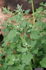 Image result for Chenopodium opulifolium