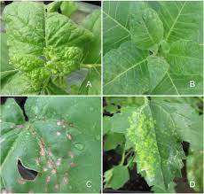 The topic of my research is the cauliflower mosaic virus (camv). Elimination Of Tobacco Mosaic Virus From Irrigation Runoff Using Slow Sand Filtration Sciencedirect