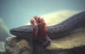 Maybe you would like to learn more about one of these? Black Warrior Riverkeeper Protect The Black Warrior Waterdog