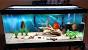 How To Decorate A Fish Tank With Household Items
