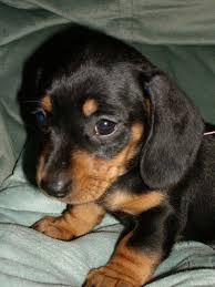 Small Black And Brown Fluffy Puppy Little One Daschund Puppies Dachshund Breed Dachshund Puppy Black