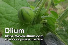 Image result for Cucumis maderaspatanus