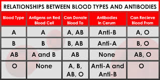 Medical Corner Understanding Different Blood Types It