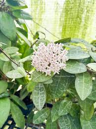 Image result for Hugonia elliptica