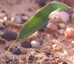 Image result for Eriospermum mackenii