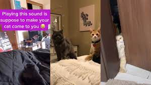After a while, carry on as you have been, but whenever your cat turns to you after you've used your command, reward them and they'll soon learn that it's a good idea to listen up! Playing This Sound Is Supposed To Make Your Cat Come To You Tiktok Trend Youtube