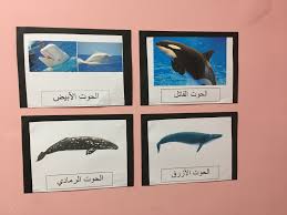 حلقة عن الحوت ومعلومات عن كل نوع Gallery Wall Decor