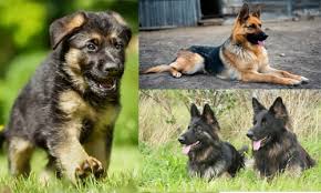 Guia Completa Del Pastor Aleman Con Fotos Y Video