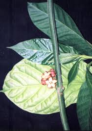 Image result for Marsdenia