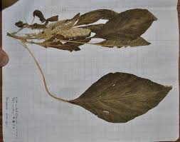Image result for Amaranthus dubius