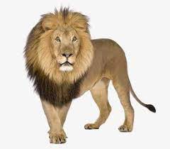 Lion Lion Clipart Animal Png Transparent Clipart Image And Psd File For Free Download Lion Pictures Lion Images Wild Animals Pictures
