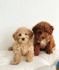 We did not find results for: Mini Lilly S Golden Doodles Puppies For Sale Facebook