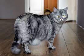 What are the stages of pregnancy for a cat? How Can You Tell If Your Cat Is Just Pregnant Or Just Fat