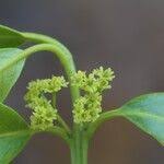 Image result for Elaeodendron buchananii