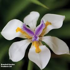 Image result for Dietes