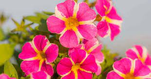 When you buy through links on our site, we may earn an we've compiled a list of 25 awesome annual flowers, ranging in colors from pink to purple and yellow. 16 Showy Colorful Annual Flowers Screaming Look At The Flowers