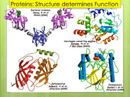 Maybe you would like to learn more about one of these? Realscientists On Holiday On Twitter Work Out The Function Of The Dog Or Protein Eg Can You Guess The Function Of These Examples From Seeing Their Structure Https T Co 2sy9rlqvtm