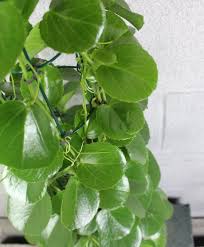 Image result for Cissus rotundifolia