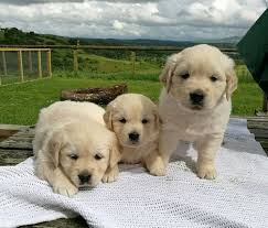 Visit & look for more results! Kuwait Dogs And Puppies For Sale Dogs In Kuwait Dogs And Puppies For Sale In Kuwait Pedigree Golden Retriever Puppies For Sale