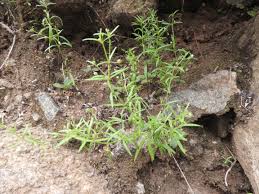 Image result for Oldenlandia herbacea