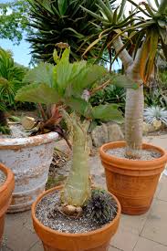 Image result for Cyphostemma zombense