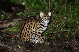 Terbilang cukup langka, harga kucing hutan bisa mencapai 2x lipat daripada harga kucing persia. 12 Spesis Kucing Liar Yang Anda Mungkin Tidak Tahu