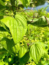 Image result for Dioscoreaceae